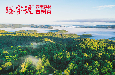 云南省臻字号茶业