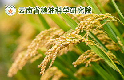 云南省粮油科学研究院