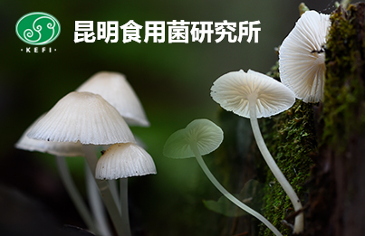昆明食用菌研究所种质资源库